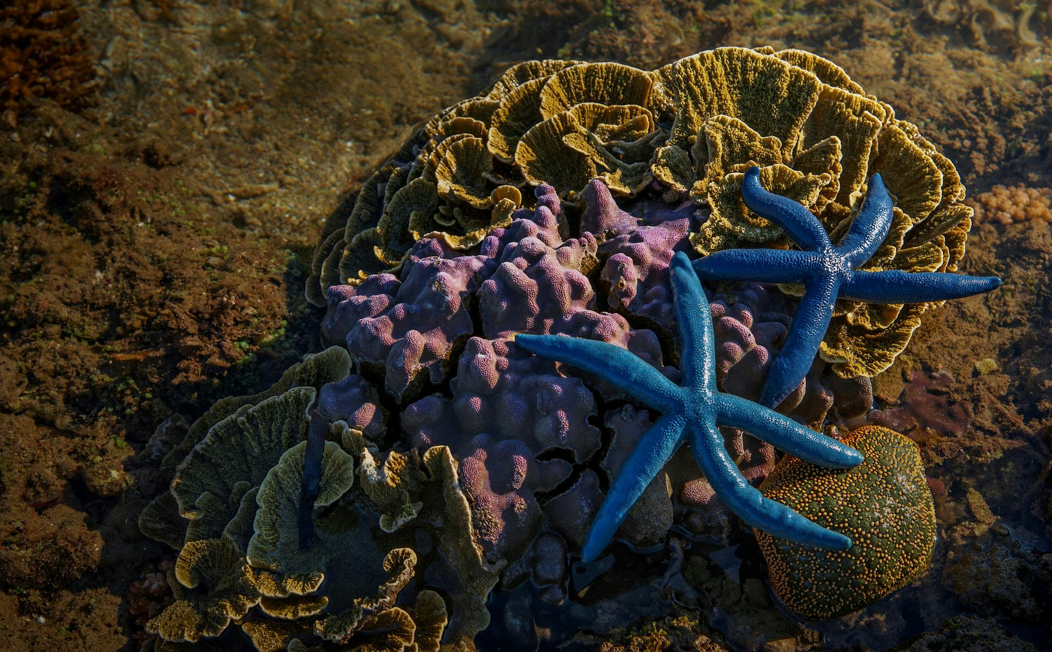 Blue starfish resting on a vivid coral reef showcasing marine biodiversity.