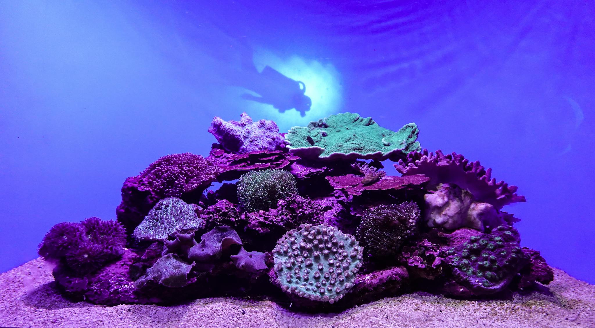 Stunning underwater shot of vibrant coral reefs with a diver silhouette in the background.