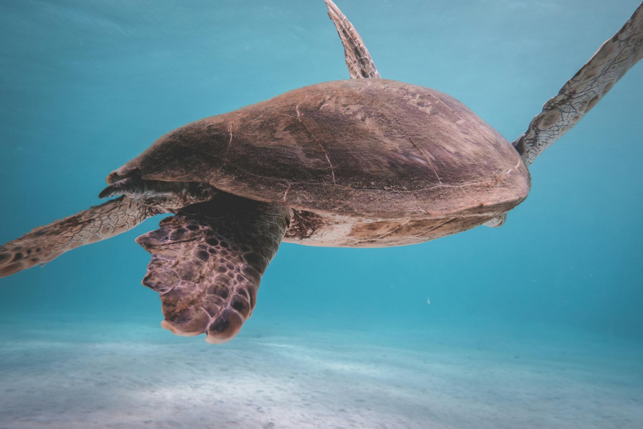 Sea turtle swimming underwater in clean azure sea with sun glares on sandy bottom in tropical country on summer day